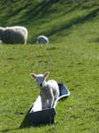 FZ003909 Lamb in trough.jpg